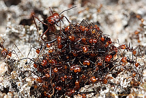 Expertenführung > Insektenstaaten: Lebende Blattschneiderameisen und Honigbienen