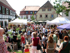 Kandeler Kräuter- und Ölmarkt 2025 Kandeler Kräuter- und Ölmarkt 2025